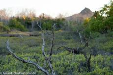 Galapagos-Pflanzen22.jpg